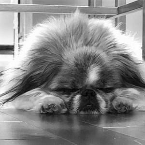 Meet your Posher, Annie